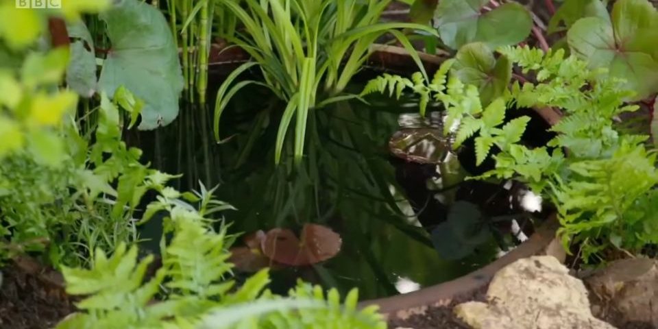 Pond colour makes a pond look fabulous BBC Gardener’s World uses our pond colour when showing viewers how to make a pond