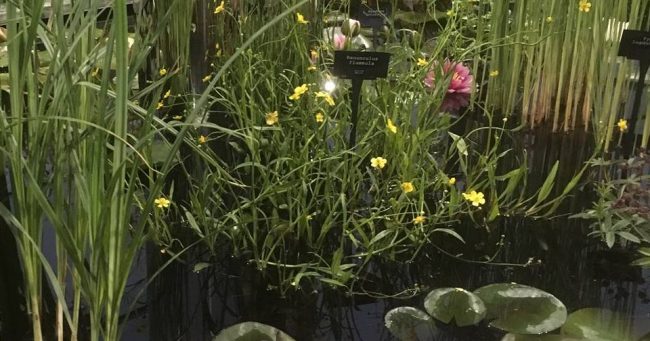Award winning water garden design from Waterside