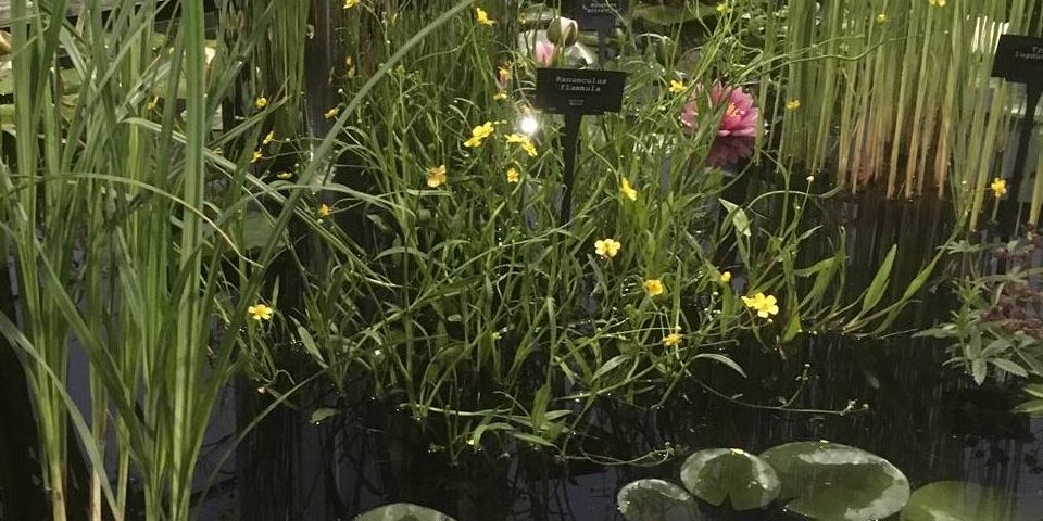 Award winning water garden design from Waterside