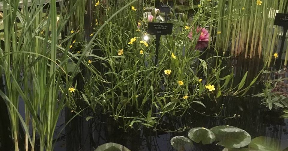 Award winning water garden design from Waterside