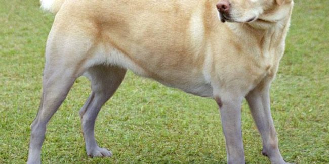 Pond dye is safe for animals and the blue fades, eventually!