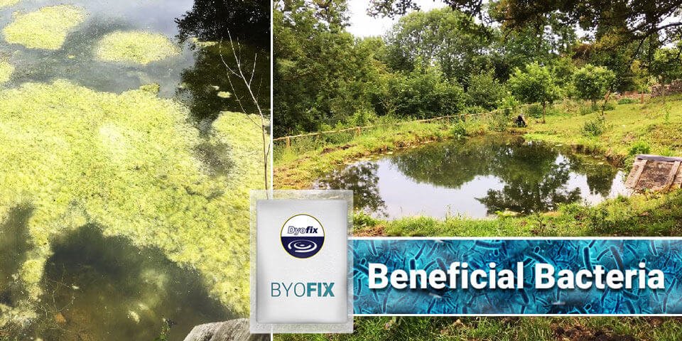 byofix beneficial bacteria before after